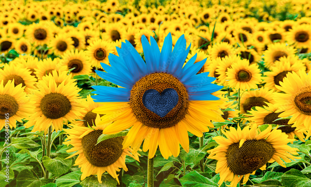 Fototapeta premium Sunflower in field colorized to resemble the Ukraine flag