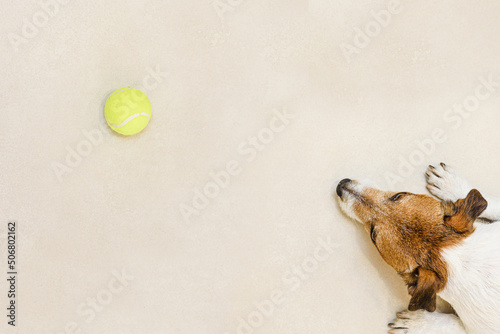 View from top on lazy dog lying on floor and looking at tennis ball photo