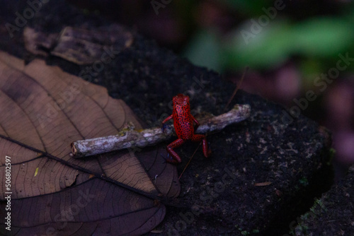 Blue jeans frog (red version), Tortuguero, Costa Rica