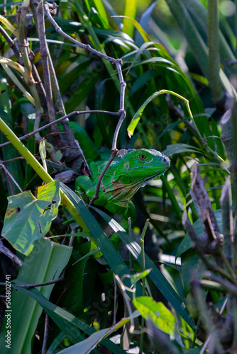 Green iguana in Costa Rica.