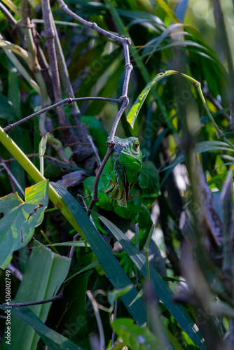 Green iguana in Costa Rica.