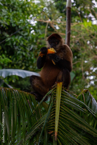 Spider monkey. Costa Rica