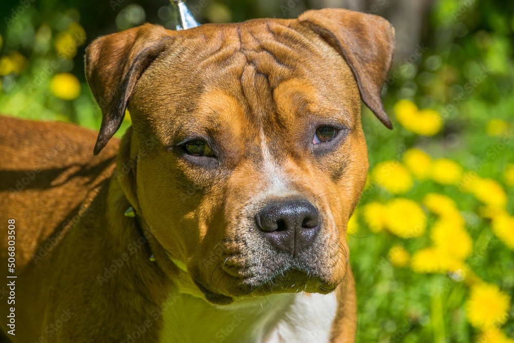 The muzzle of a young red fighting dog against the background of a blooming meadow. Staffordshire Terrier.