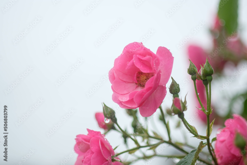 薔薇 薔薇