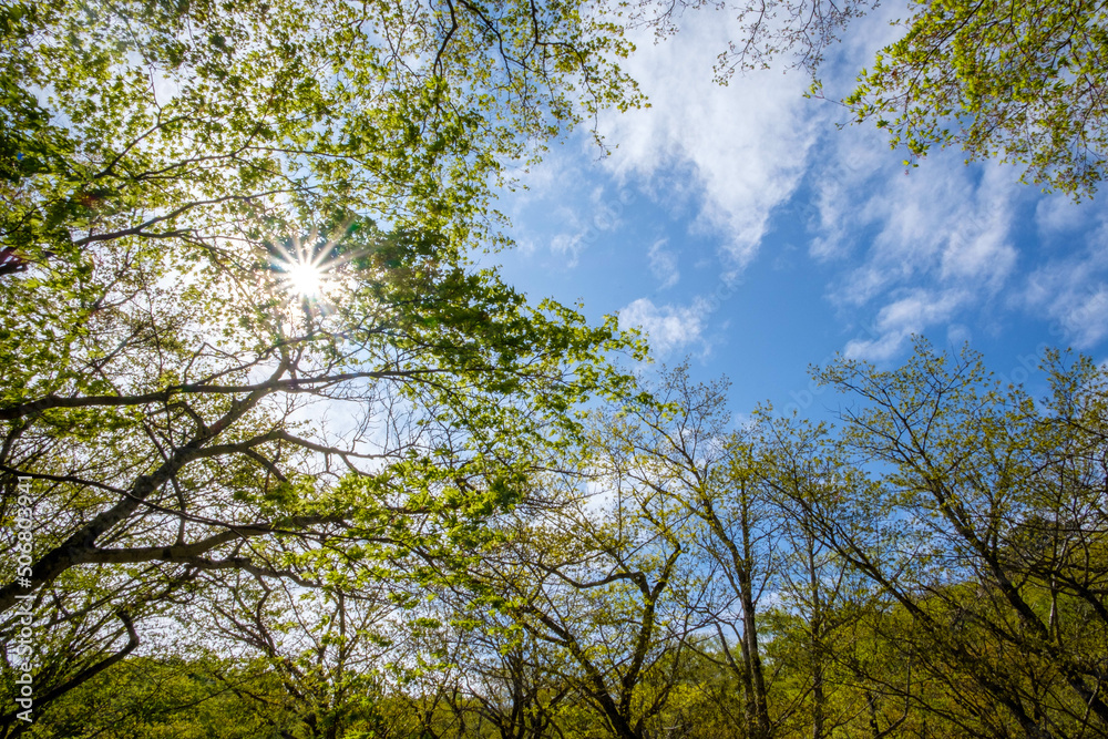 Obraz premium 新緑