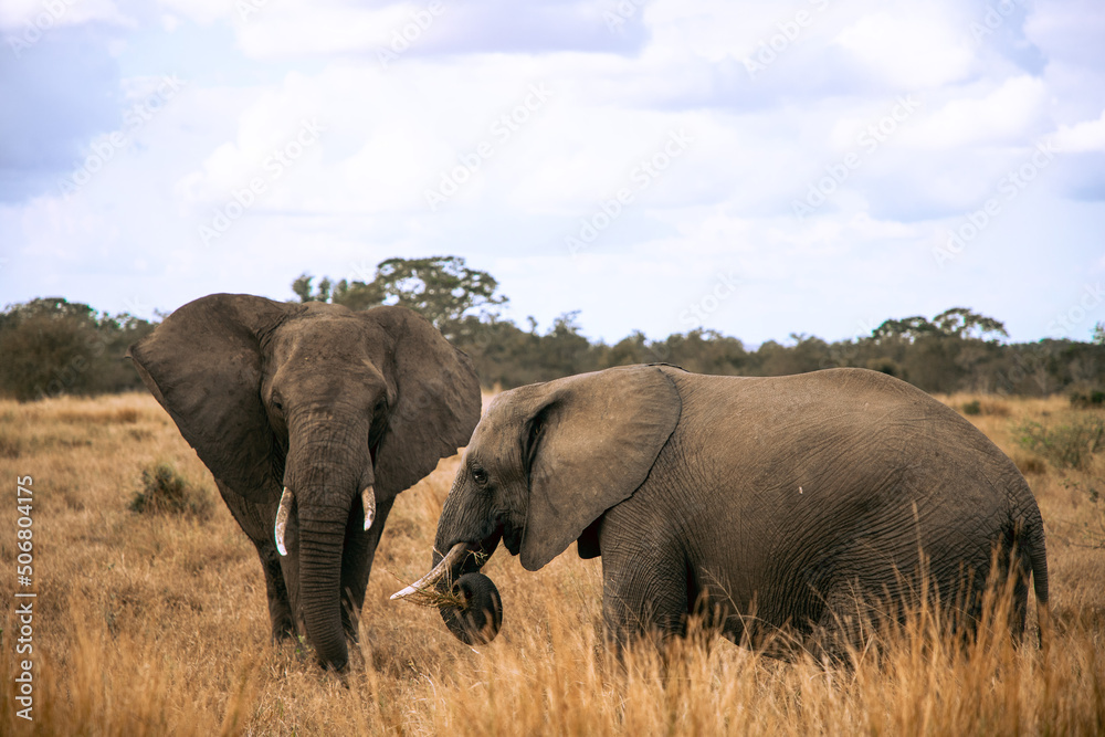 African Elephants, Kruger National Park