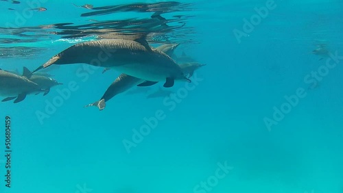 Wallpaper Mural a school of dolphins Torontodigital.ca