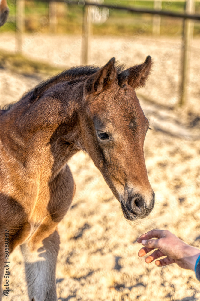 Head of a dark brown foal. outside in the sun. Warmblood, KWPN dressage horse. One week old. wooden fence and grass. animal themes, newborn Head of a dark brown foal. outside in the sun. Warmblood, KWPN dressage horse. One week old. wooden fence and grass. animal themes, newborn