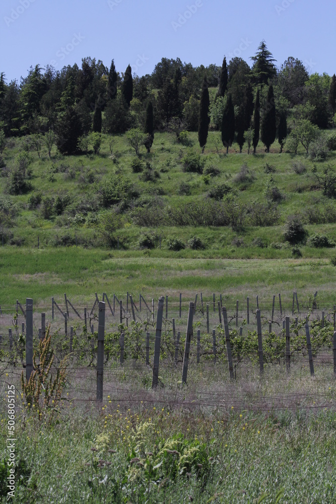 Fototapeta premium Plantations of grapes in the Crimea in the spring. Vine fields at sunset.
