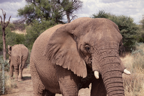 Close up of the African Bush Elephants in the grassland on a sunny day.
