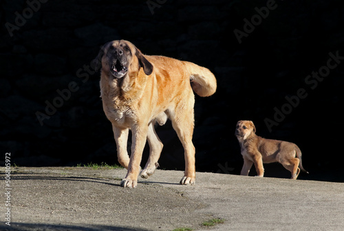 Big mastiff dog protecting his puppy. Aggressive male dog barking and taking care of a young scared pup. Old and newborn hounds.