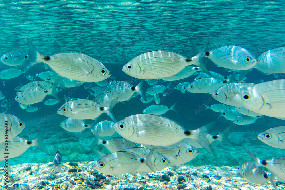Fototapeta premium A crowd of Mediterranean fish in the crystal clear waters of Villasimius, Sardinia, Mediterranean. Underwater photography