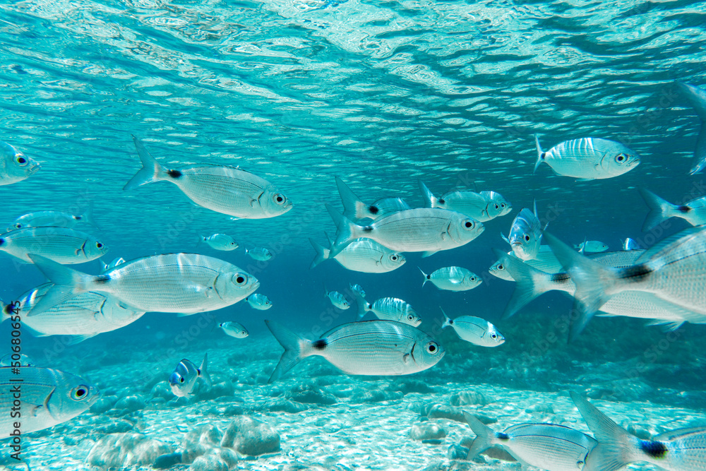 Fototapeta premium A crowd of Mediterranean fish in the crystal clear waters of Villasimius, Sardinia, Mediterranean. Underwater photography