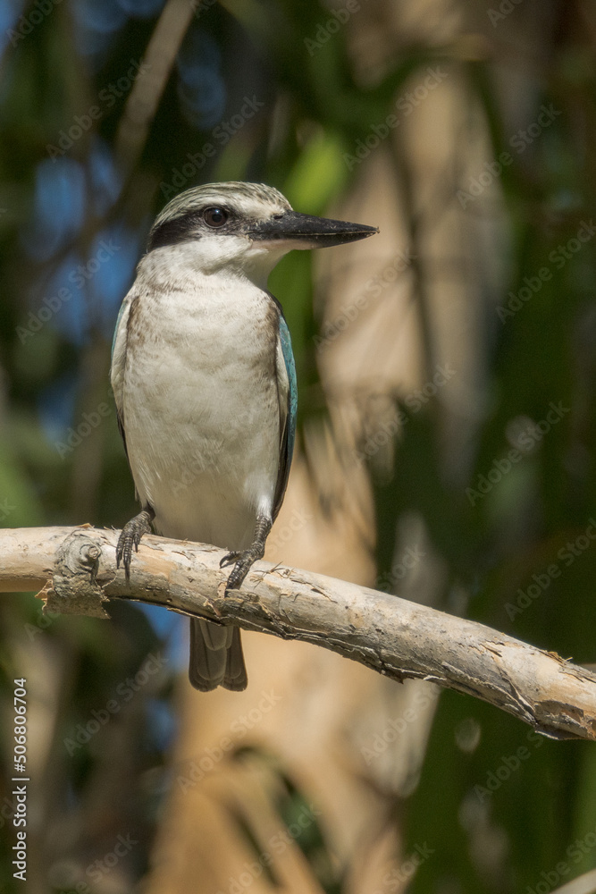 Red-backed Kingfisher in Queensland Australia Red-backed Kingfisher in Queensland Australia