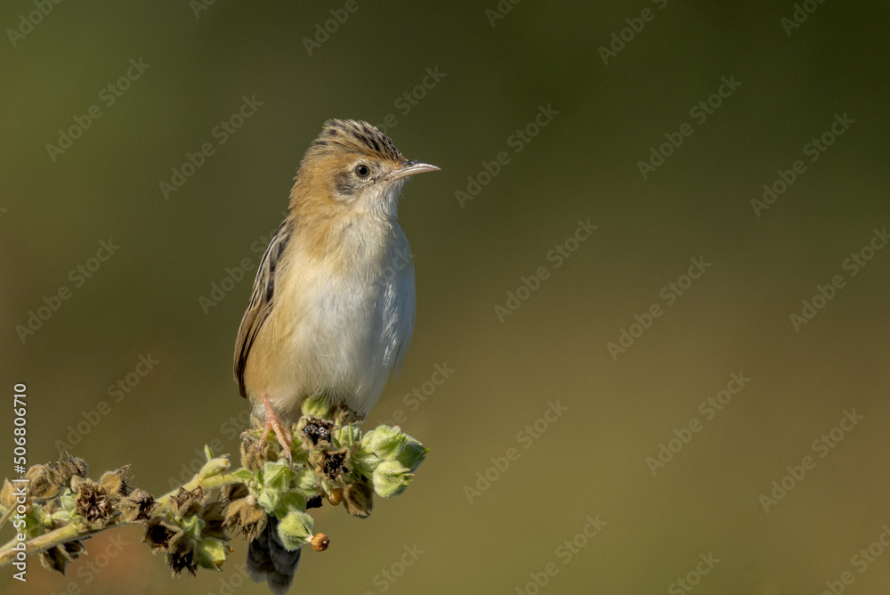 Golden-headed Cisticola in Queensland Australia Golden-headed Cisticola in Queensland Australia