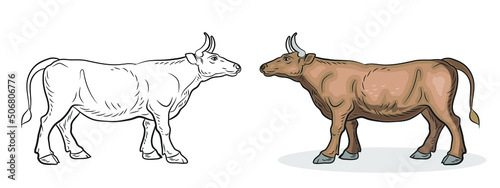 Animals, black and white and color image of a cow.
 Coloring book for children. Vector drawing, design.