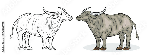 Animals, black and white and color image of a cow.
 Coloring book for children. Vector drawing, design.