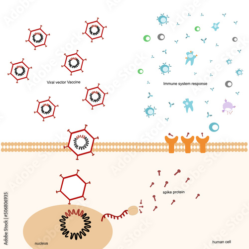 The immunization pathway was induced by viral vector (adenovirus) vaccine that prevent or reduce the severe symptom of the viral infection.