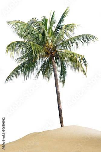 Coconut palm tree on the sand