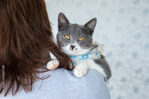 Sick domestic cat lies after surgery on hands of a owner. Postoperative bandage. Care of a pet after a cavitary operation. Castration, sterilization. Care and treatment. Love for pets.