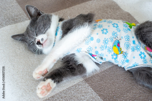 Sick domestic cat lies after surgery at home on sofa in clothes. Postoperative bandage. Care of pet after cavitary operation. Castration, sterilization. Care and treatment. Love for pets.