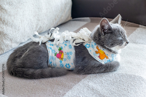 Sick domestic cat lies after surgery at home on sofa in clothes. Postoperative bandage. Care of pet after cavitary operation. Castration, sterilization. Care and treatment. Love for pets.