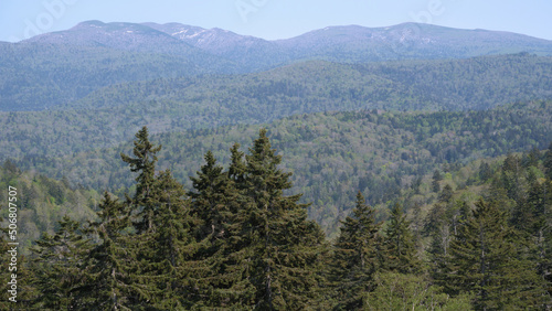 北海道中山峠付近の森林風景 / Forest scenery near Nakayama Pass in Hokkaido