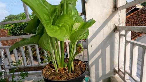 The august lily flower plant or Hosta plantaginea has thin straight green leaves, white petals with yellow pistils and green flower stalks photo