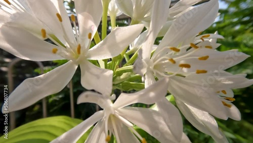 The august lily flower plant or Hosta plantaginea has thin straight green leaves, white petals with yellow pistils and green flower stalks photo