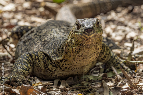 Fotografie Lace Monitor in Queensland Australia