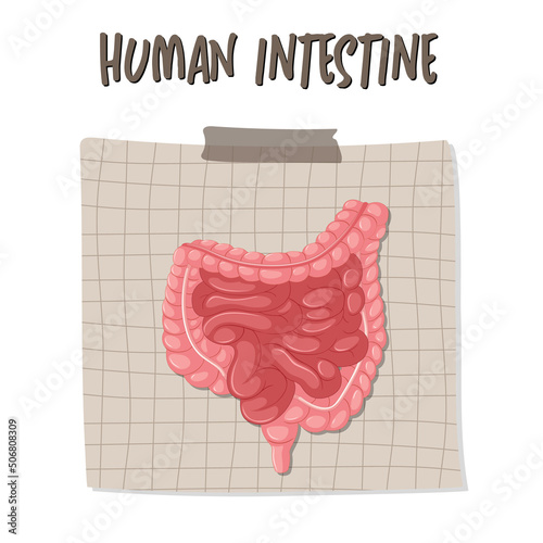 Human internal organ with intestine