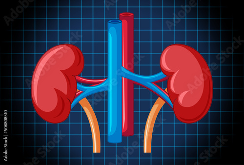 Human internal organ with kidney