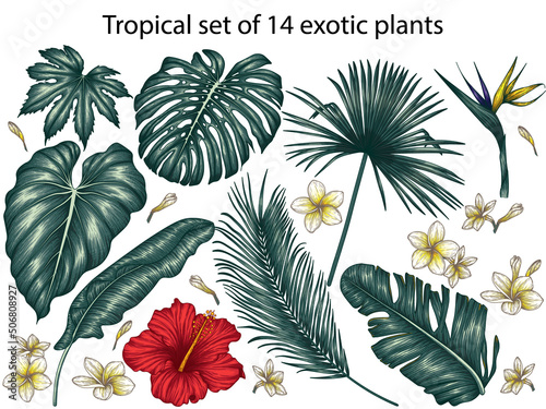 Vector tropical set of 14 exotic plants. Monstera, plumeria, palm and banana leaves, hibiscus, elephant ear leaf, aralia, strelitzia photo