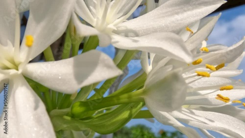 The august lily flower plant or Hosta plantaginea has thin straight green leaves, white petals with yellow pistils and green flower stalks photo