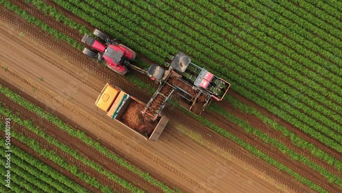 carrot harvesting. Farm machinery harvesting carrot on field