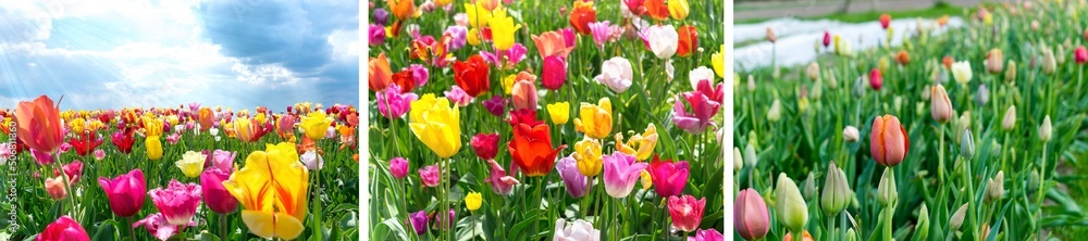 Tulip field. Magical landscape background. Tulip field. Magical landscape background.
