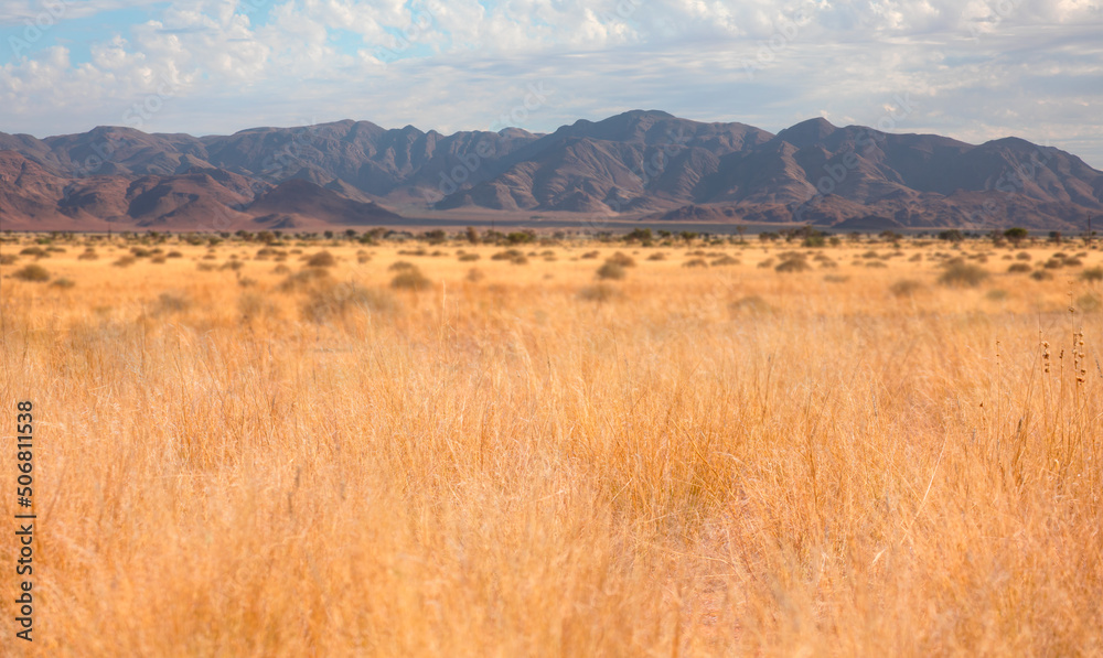 Tall yellow wild grass background - Etosha national park - Namibia, Africa Tall yellow wild grass background - Etosha national park - Namibia, Africa