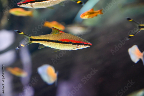Small Fishes swimming in Aquarium Fish Tank