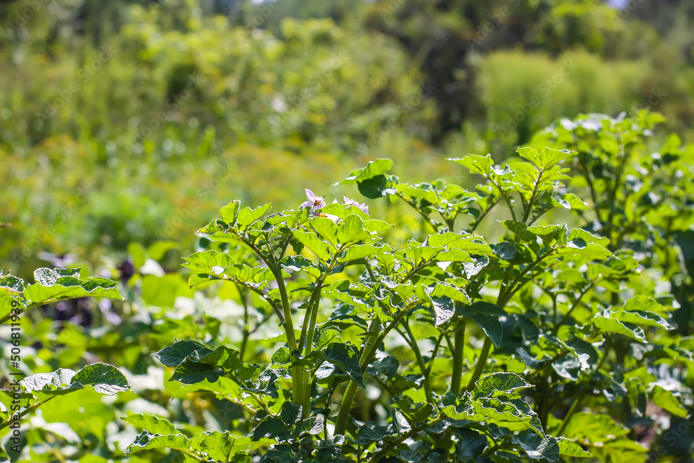 Potato flowers blooming in agriculture organic farm field. Vegetables in bloom