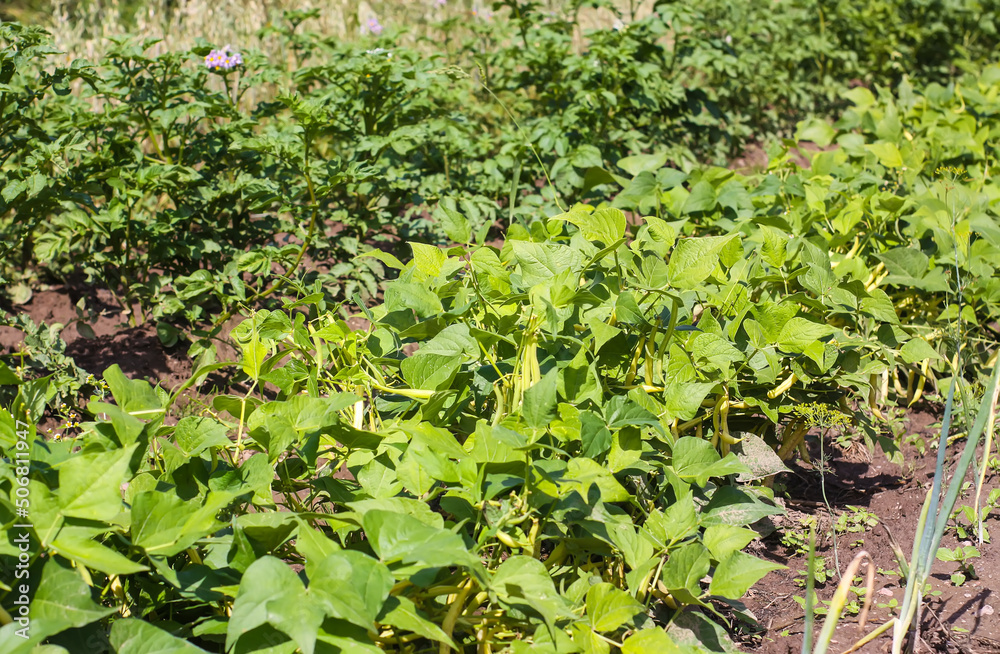 Organic green beans growing in the garden