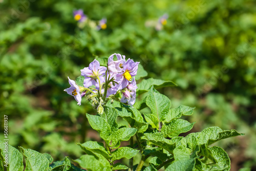 Potato flowers blooming in agriculture organic farm field. Vegetables in bloom