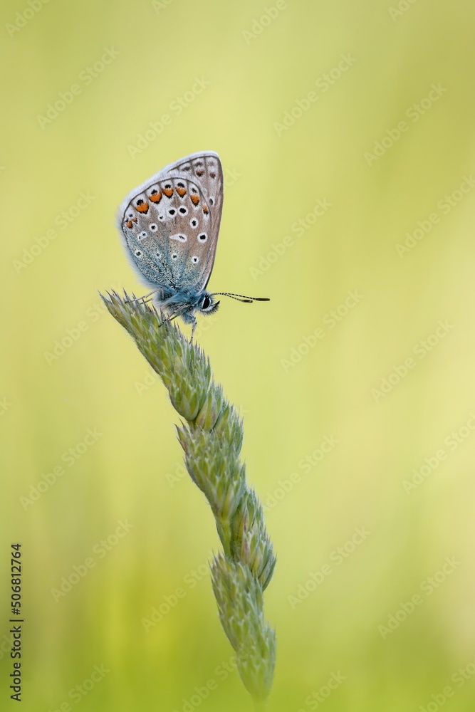 custom made wallpaper toronto digitalKleiner Bläuling
