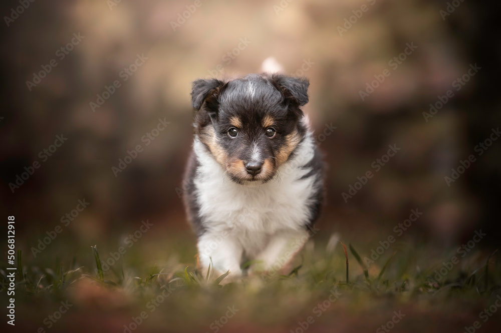Cute portrait sheltie puppy running walking