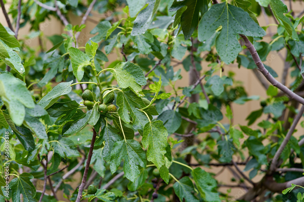 Green figs fruit hanging on the branch of a fig tree, ficus carica. Green figs fruit hanging on the branch of a fig tree, ficus carica.