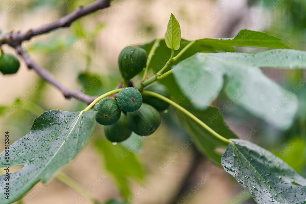 Green figs fruit hanging on the branch of a fig tree, ficus carica. Green figs fruit hanging on the branch of a fig tree, ficus carica.