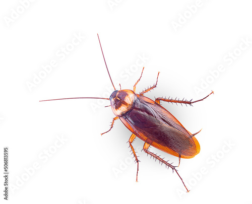 closeup brown cockroach on a white, isolated (top view) © supasart