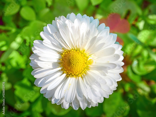 white bellis perennis with a yellow core close-up on a green flower bed on a beautiful sunny spring day. background for designers, artists, computer desktop photo