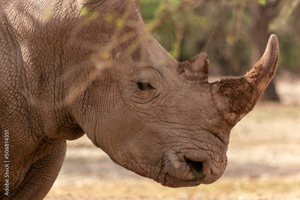 Obraz premium Wild african animals. Portrait of a male bull white Rhino grazing in Etosha National park.