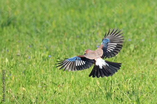 Eurasian Jay (Garrulus glandarius) hunting on the meadow