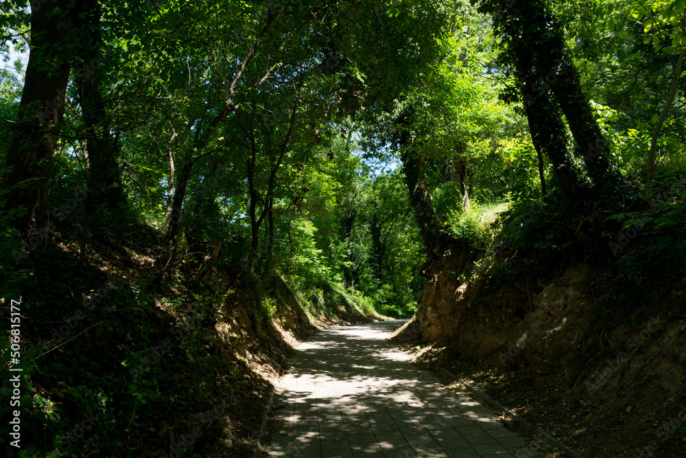 Obraz premium A deep forest with moody lights and colors. A tiled path leads through the warm summer park